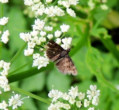 Heliothela wulfeniana