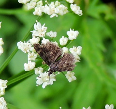 Heliothela wulfeniana