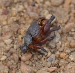 Temnorhynchus