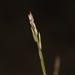 Ptilotus distans - Photo (c) Nick Lambert, some rights reserved (CC BY-NC-SA), uploaded by Nick Lambert