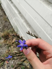 Anchusa azurea