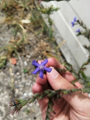 Anchusa azurea