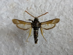 Paranthrene insolita