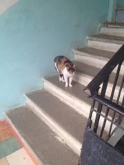 Felis catus