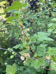 Ribes acerifolium