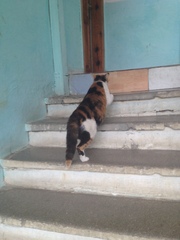 Felis catus