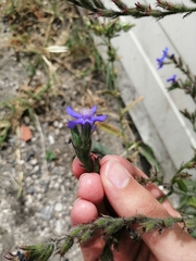 Anchusa azurea