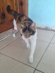 Felis catus