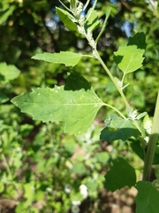 Chenopodium album