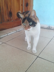 Felis catus