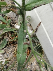 Anchusa azurea