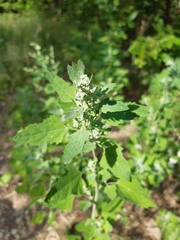 Chenopodium album