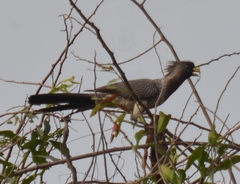 Crinifer piscator