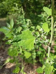 Chenopodium album