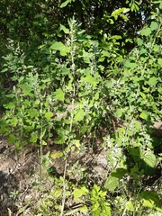 Chenopodium album