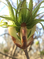 Aesculus glabra arguta