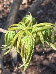Aesculus glabra arguta