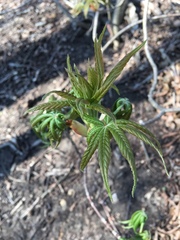 Aesculus glabra arguta