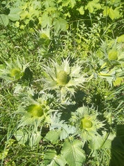 Eryngium alpinum