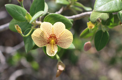 Barleria puberula