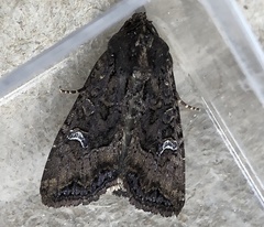 Helotropha reniformis