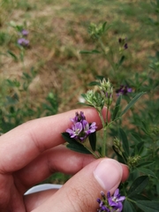 Medicago sativa