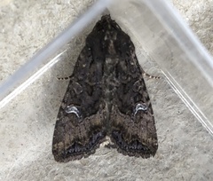 Helotropha reniformis