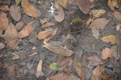 Dendrohyrax interfluvialis
