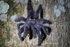 Avicularia juruensis