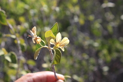 Barleria puberula
