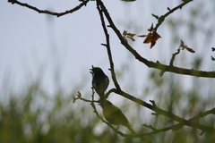 Phoenicurus ochruros