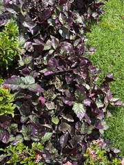 Hemigraphis alternata