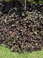 Hemigraphis alternata