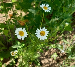 Tripleurospermum inodorum
