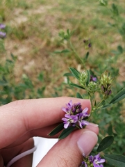 Medicago sativa
