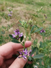 Medicago sativa