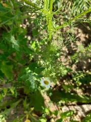 Tripleurospermum inodorum