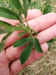 Medicago sativa