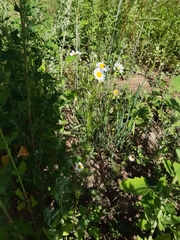 Tripleurospermum inodorum