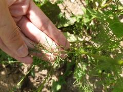 Tripleurospermum inodorum