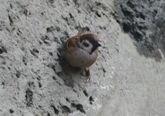 Passer montanus