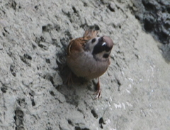 Passer montanus