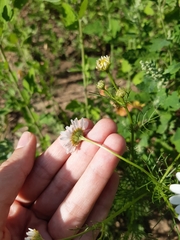 Tripleurospermum inodorum