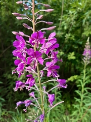 Chamaenerion angustifolium