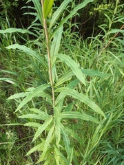 Chamaenerion angustifolium