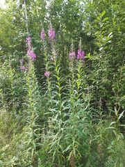 Chamaenerion angustifolium