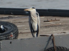 Ardea cinerea
