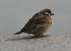 Passer montanus