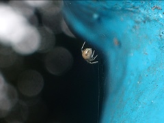 Parasteatoda tepidariorum tepidariorum