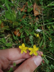 Hypericum humifusum